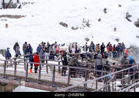 yamanochi, nagano, giappone, 2022/12/02 , turisti che scattano foto delle scimmie della neve al parco nazionale joshinetsu-kogen, dove i turisti possono andare a vedere la neve Foto Stock