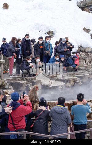 yamanochi, nagano, giappone, 2022/12/02 , turisti che scattano foto delle scimmie della neve al parco nazionale joshinetsu-kogen, dove i turisti possono andare a vedere la neve Foto Stock