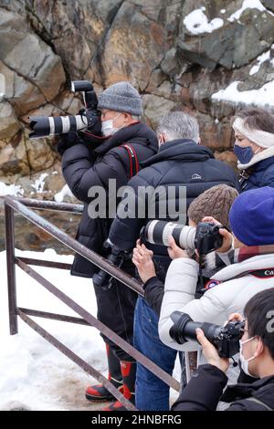 yamanochi, nagano, giappone, 2022/12/02 , turisti che scattano foto delle scimmie della neve al parco nazionale joshinetsu-kogen, dove i turisti possono andare a vedere la neve Foto Stock