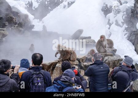 yamanochi, nagano, giappone, 2022/12/02 , turisti che scattano foto delle scimmie della neve al parco nazionale joshinetsu-kogen, dove i turisti possono andare a vedere la neve Foto Stock