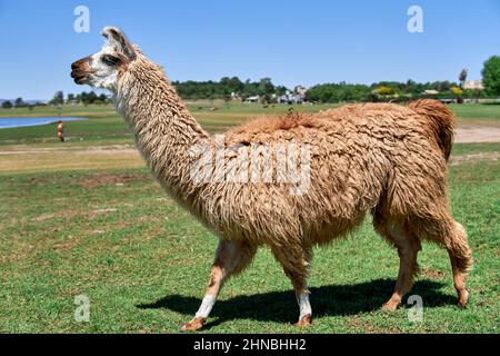 Primo piano immagine di lama marroni che cammina sull'erba a Cordoba, Argentina. Ritratto di lama in natura Foto Stock