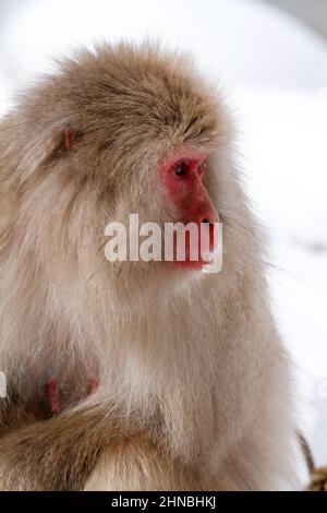 yamanochi, nagano, giappone, 2022/12/02 , ragazzo scimmia che dorme tra le braccia della madre al parco nazionale di joshinetsu-kogen, dove i turisti possono andare a vedere la sno Foto Stock