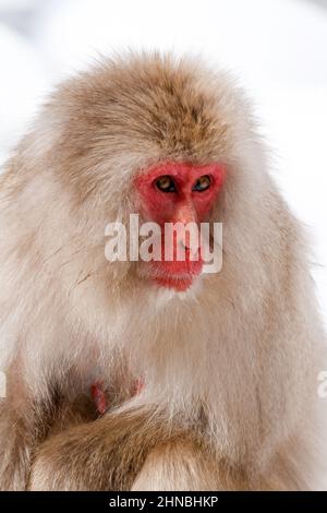 yamanochi, nagano, giappone, 2022/12/02 , ragazzo scimmia che dorme tra le braccia della madre al parco nazionale di joshinetsu-kogen, dove i turisti possono andare a vedere la sno Foto Stock