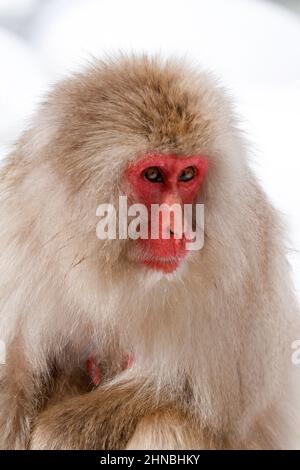 yamanochi, nagano, giappone, 2022/12/02 , ragazzo scimmia che dorme tra le braccia della madre al parco nazionale di joshinetsu-kogen, dove i turisti possono andare a vedere la sno Foto Stock