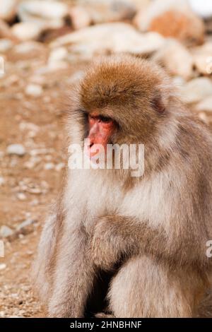 yamanochi, nagano, giappone, 2022/12/02 , ragazzo scimmia che dorme tra le braccia della madre al parco nazionale di joshinetsu-kogen, dove i turisti possono andare a vedere la sno Foto Stock