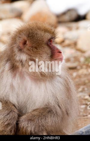 yamanochi, nagano, giappone, 2022/12/02 , ragazzo scimmia che dorme tra le braccia della madre al parco nazionale di joshinetsu-kogen, dove i turisti possono andare a vedere la sno Foto Stock