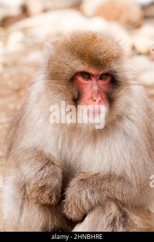 yamanochi, nagano, giappone, 2022/12/02 , ragazzo scimmia che dorme tra le braccia della madre al parco nazionale di joshinetsu-kogen, dove i turisti possono andare a vedere la sno Foto Stock