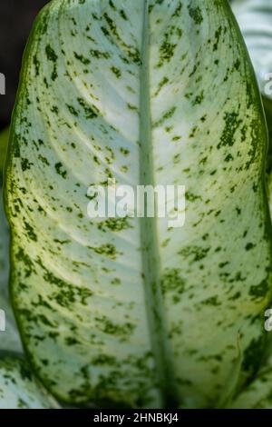 Dieffenbachia pianta singola foglia primo piano vista Foto Stock