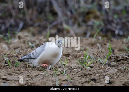 Snow Pigeon (Columba leuconota),- gara: Gradaria - singolo uccello, vista frontale, alimentazione a terra, Meili Snow Mountain, nw Yunnan, Cina 4th maggio 2011 Foto Stock