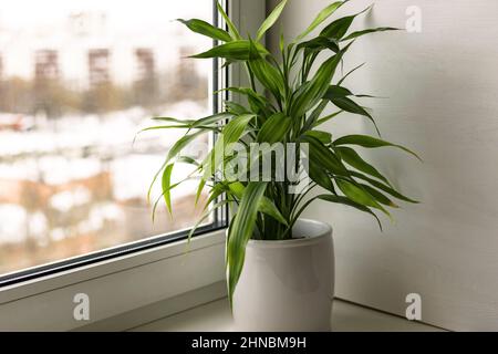 Casa pianta Bamboo pianta Dracaena Sanderiana in vaso fiore bianco su davanzale camera Foto Stock