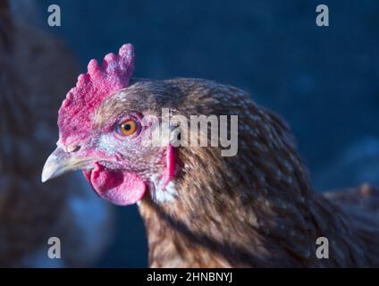 Primo piano di una testa di pollo in una giornata di sole su sfondo sfocato Foto Stock
