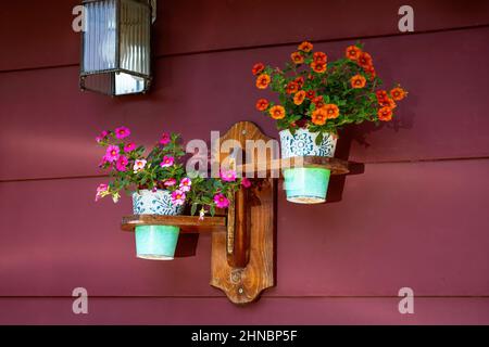 Calibrachoa arancione e rosa in pentole verdi su uno stativo montato su una parete esterna del garage. Foto Stock