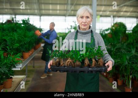 Vassoio di trasporto fiorista femminile senior con ficus microcarpa in vaso Foto Stock