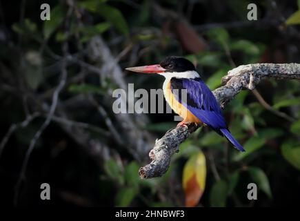 Il Martin pescatore con il tappo nero è un Martin pescatore di alberi ampiamente distribuito in Asia tropicale dall'India orientale alla Cina, Corea e Sud-est asiatico. Foto Stock