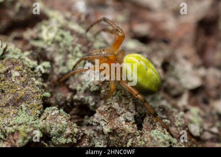 Tessitore dell'Orb, Araniella proxima sulla corteccia, foto macro Foto Stock