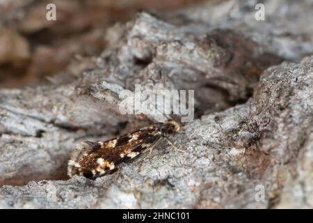 Cork Moth, Nemapogon cloacella su corteccia, macro foto Foto Stock