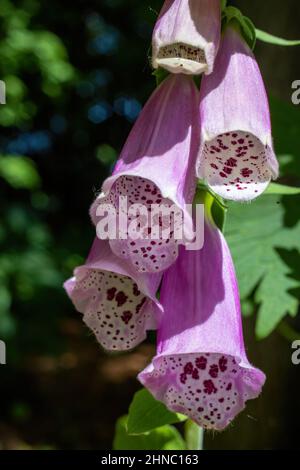 Fiore rosa di foxglove nel giardino primaverile a St. Croix Falls, Wisconsin USA. Foto Stock