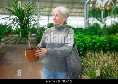 Donna anziana che acquista dracaena in vaso in negozio giardino Foto Stock