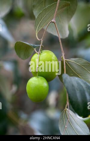 Alberi di jujube nelle piantagioni di frutta Foto Stock