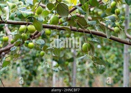 Alberi di jujube nelle piantagioni di frutta Foto Stock