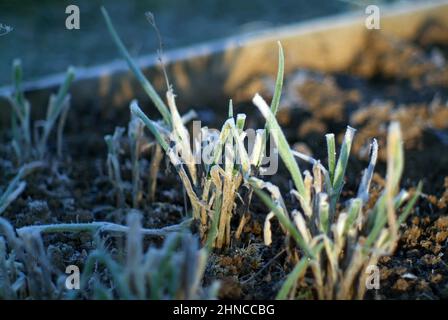 cipolle sul letto ricoperte di gelo, al mattino Foto Stock