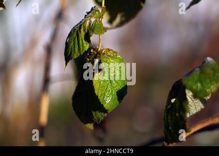 foglie di lampone ricoperte di gelo, al mattino presto Foto Stock