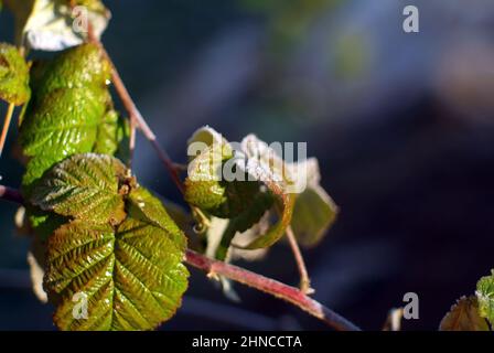 foglie di lampone ricoperte di gelo, al mattino presto Foto Stock