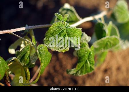 foglie di lampone ricoperte di gelo, al mattino presto Foto Stock