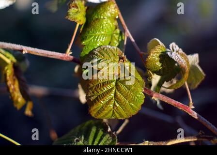 foglie di lampone ricoperte di gelo, al mattino presto Foto Stock