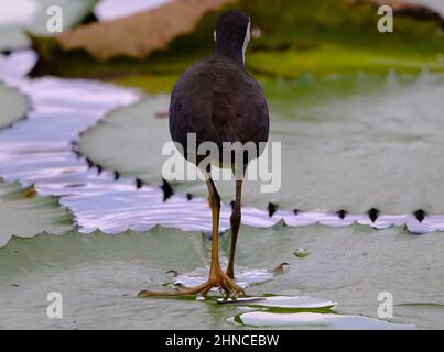 Primo piano dell'uccello di gallina bianca-breasted che cattura un pesce dallo stagno del giglio dell'acqua Foto Stock