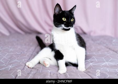 Giovane gatto nero con whisker bianchi e intelligenti occhi gialli siede sul letto contro il dorso di tende rosa drappeggiate. Raro colore insolito dell'animale domestico Foto Stock