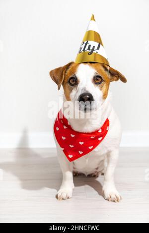 Jack Russell Terrier cane in berretto da festa e bandana rossa intorno al collo seduto guardando la macchina fotografica su sfondo chiaro. Compleanno del cane, anniversario Foto Stock