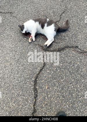 Gatto morto che si posa a terra, Lione, Francia Foto Stock