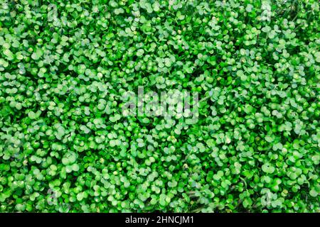 Microgreen eco nutrizione. Crescere di micro verde da senape Foto Stock