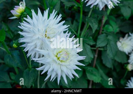 foto di bellissimi fiori dahlia Foto Stock