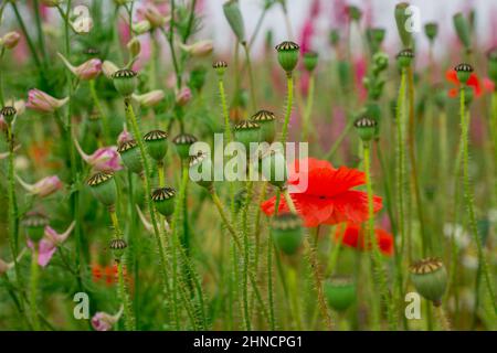 Bellissimi campi di papavero in Inghilterra Foto Stock