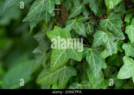 Ivy, Hedera Helix o l'edera europea che si arrampica su corteccia ruvida di un albero. Foto da vicino. Nel giardino. Foto Stock