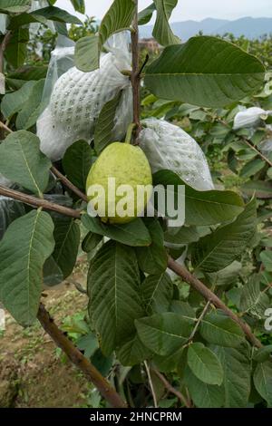 Guava alberi che crescono in frutteti Foto Stock