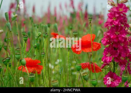 Bellissimi campi di papavero in Inghilterra Foto Stock