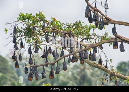 Volpe volante indiano - Pteropus giganteus, bella grande pipistrello di frutta da boschi asiatici e foreste, Sri Lanka. Foto Stock