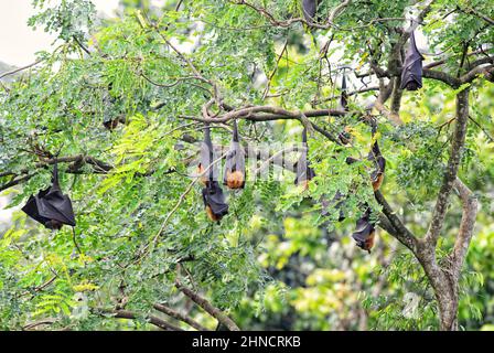 Volpe volante indiano - Pteropus giganteus, bella grande pipistrello di frutta da boschi asiatici e foreste, Sri Lanka. Foto Stock