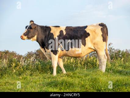 Mucca al tramonto, bianca e nera, in piedi su un campo verde d'erba in un prato e con fondo azzurro Foto Stock