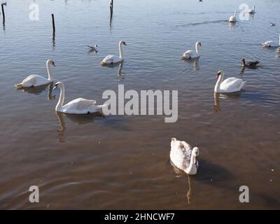 un gruppo di cigni e uccelli galleggianti su un lago parco Foto Stock