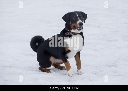Carino appenzeller sennenhund cucciolo è seduto su una neve bianca nel parco invernale. Animali domestici. Cane purebred. Foto Stock