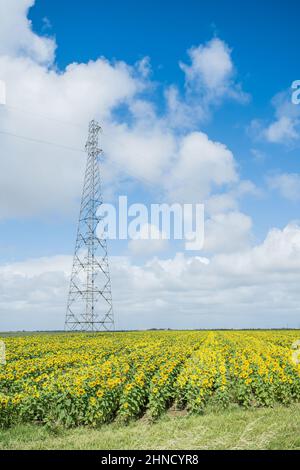 Alta torre di trasmissione con linee elettriche situate in campo con file di fiori gialli in fiore il giorno d'estate in Francia Foto Stock