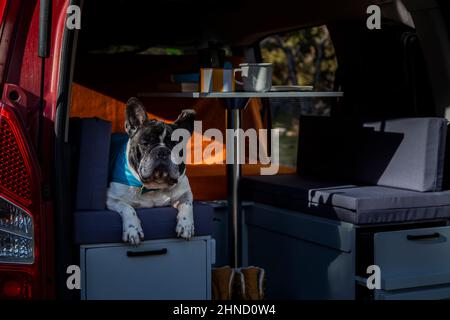 Carino Bulldog francese sdraiato in aperto mini camper rosso con tavolo parcheggiato in campagna il giorno d'estate Foto Stock