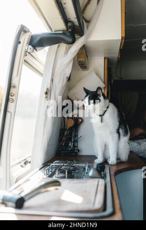 Adorabile gatto bianco con macchie nere in colletto seduto vicino al fornello a gas e finestra sul camper in giornata di sole Foto Stock