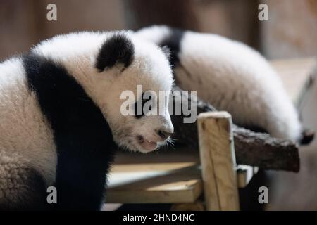 Faccia ritratto di un giovane cucciolo di panda di cinque mesi allo zoo guardando la macchina fotografica Foto Stock