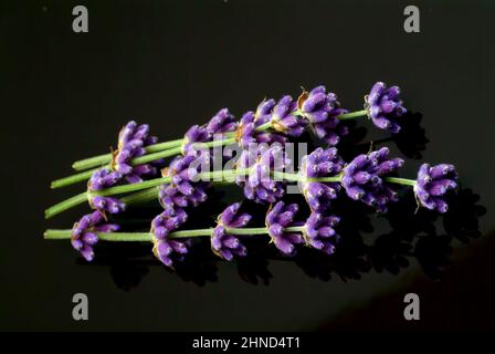 Echte Lavendel oder Schmalblättrige Lavendel, Lavandula angustifolia, Lavandula officinalis, alte Heilpflanze, die bei Unruhezuständen, Einschlafprobl Foto Stock