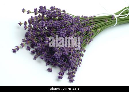 Echte Lavendel oder Schmalblättrige Lavendel, Lavandula angustifolia, Lavandula officinalis, alte Heilpflanze, die bei Unruhezuständen, Einschlafprobl Foto Stock